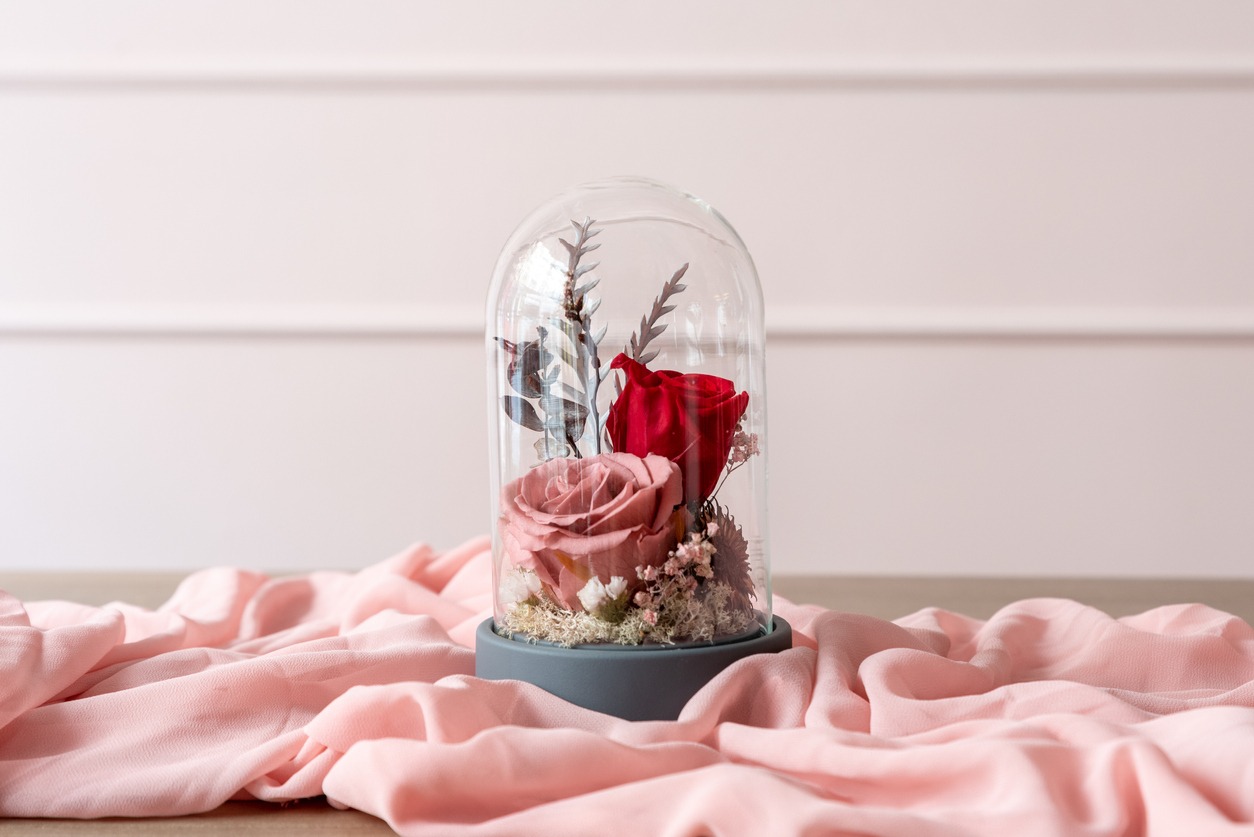 Rose in a Dome, Enchanted Rose