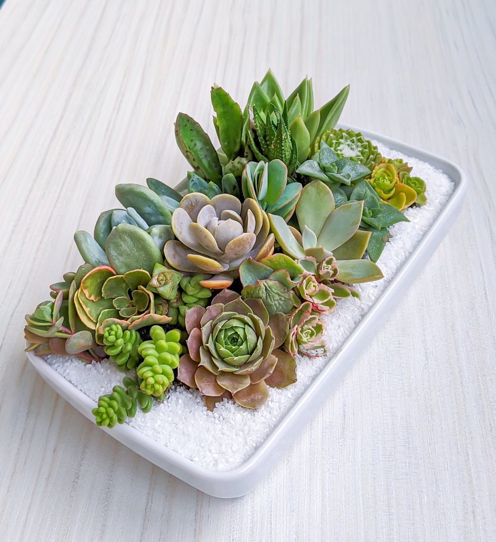 Succulent centerpiece, Succulent terrarium