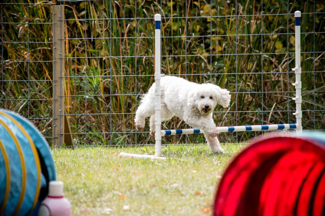 A dog showing his talent