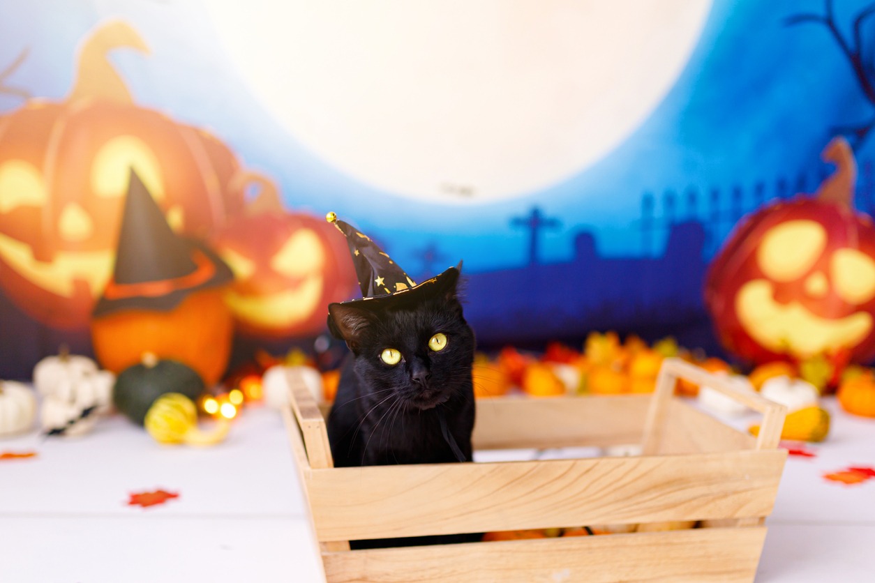 Black Cat wearing hat for halloween