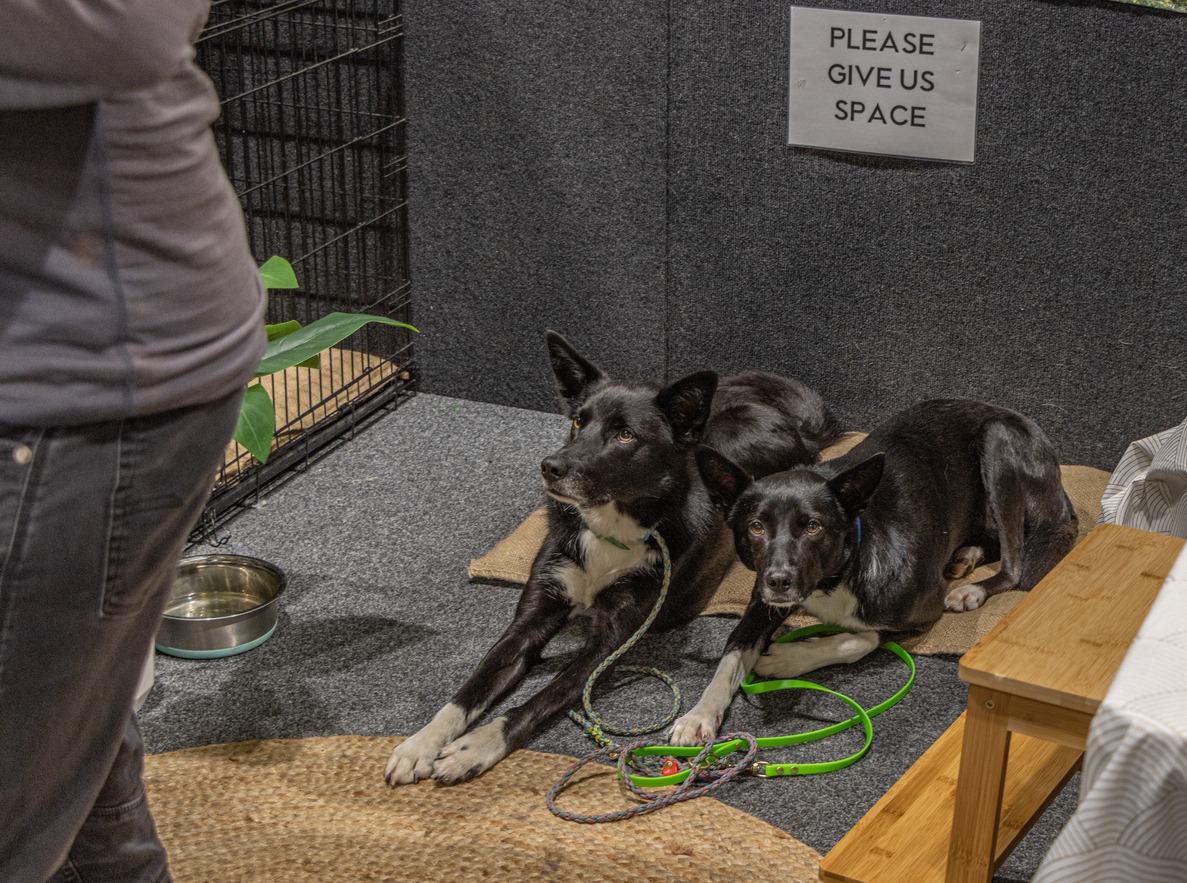 Two black and white dogs lying in stall at a party