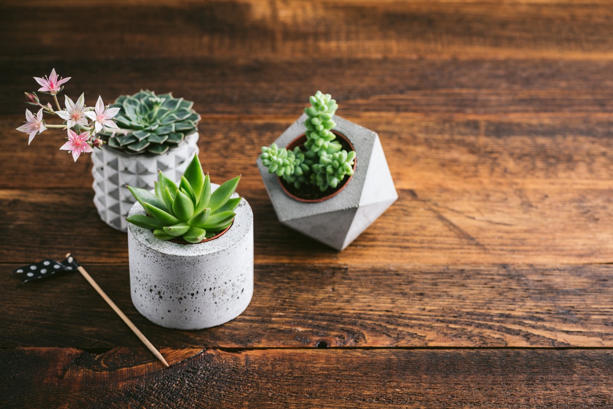 Group of small succulent plants in concrete plant pots on old wooden background. Scandinavian style domestic plants
