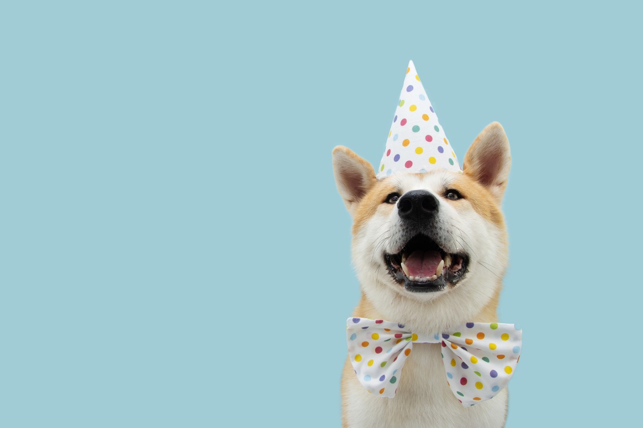 ” A dog wearing a matching party hat and a bowtie”