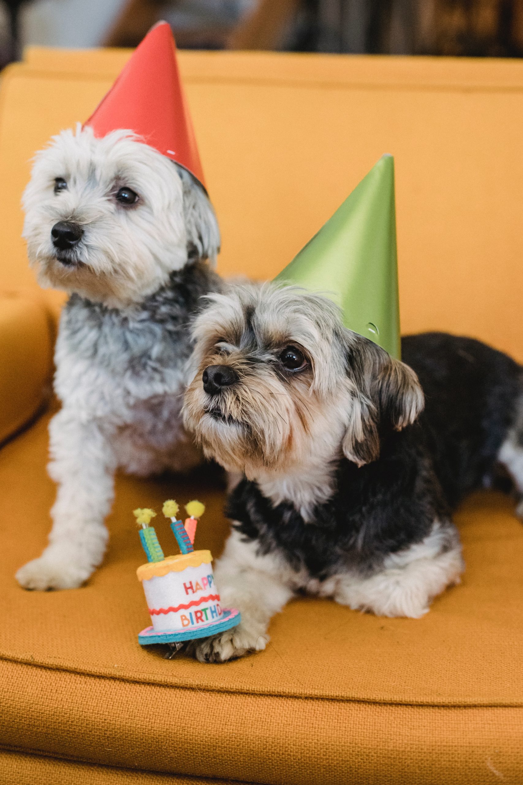 Calm dogs with party hats and a small cake 