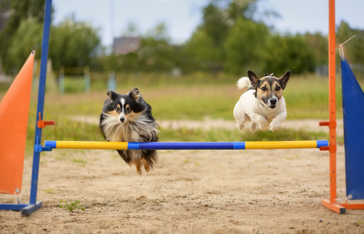 Dogs in a race on an obstacle course in the park 