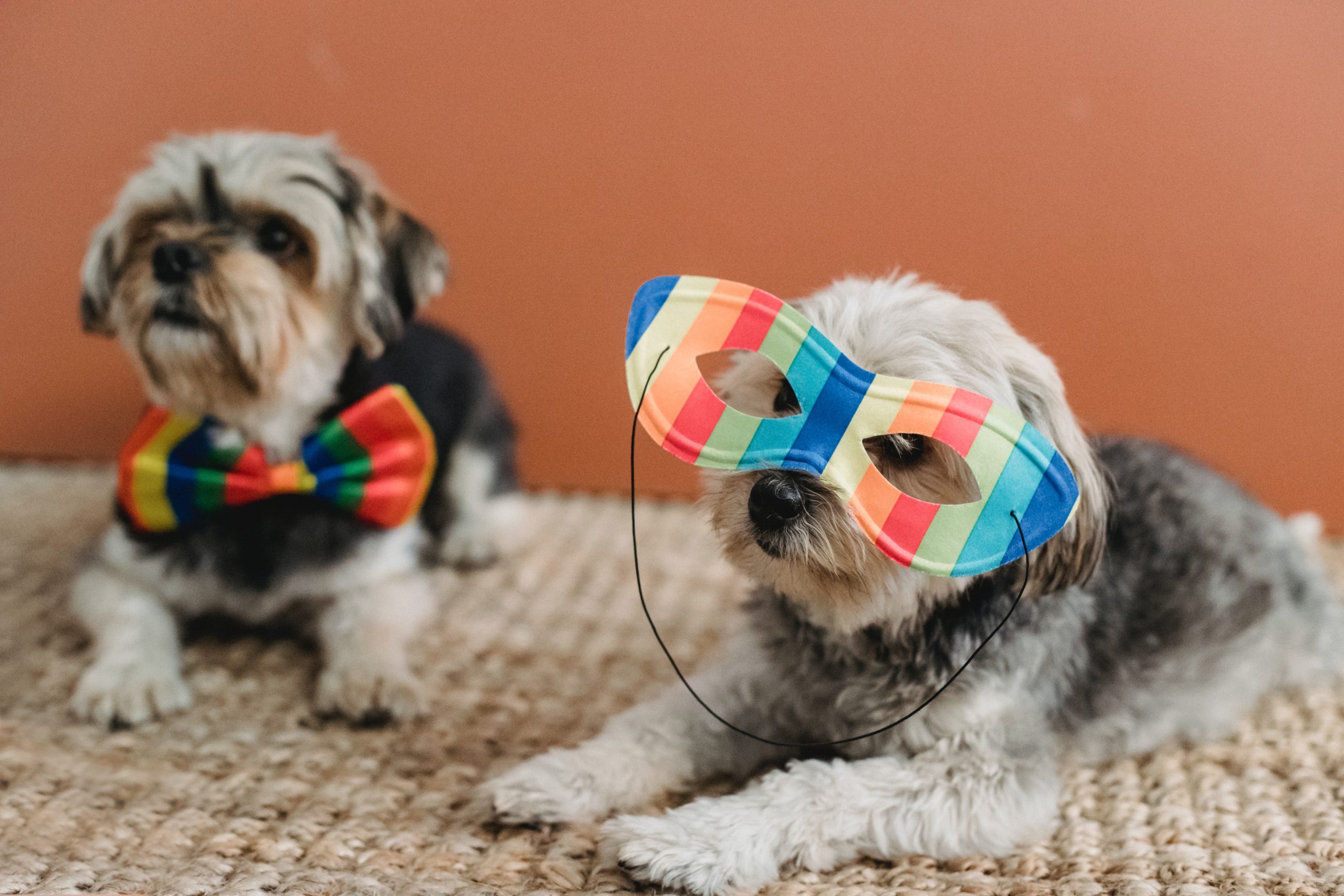 Dogs with festive masks and a bow ties