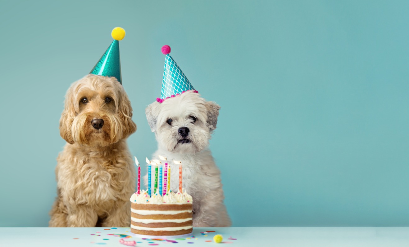 ”Two dogs sharing a birthday cake”