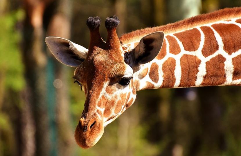 a close up of the head of a giraffe