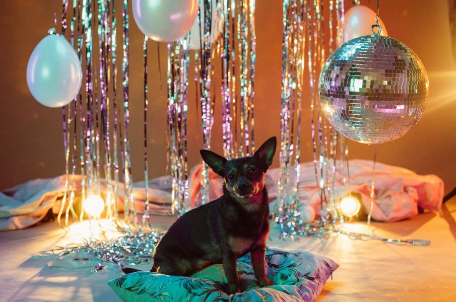 a small black dog sitting on a cushion and surrounded by party decor