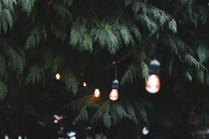 festoon-lights-hanging-by-the-tree
