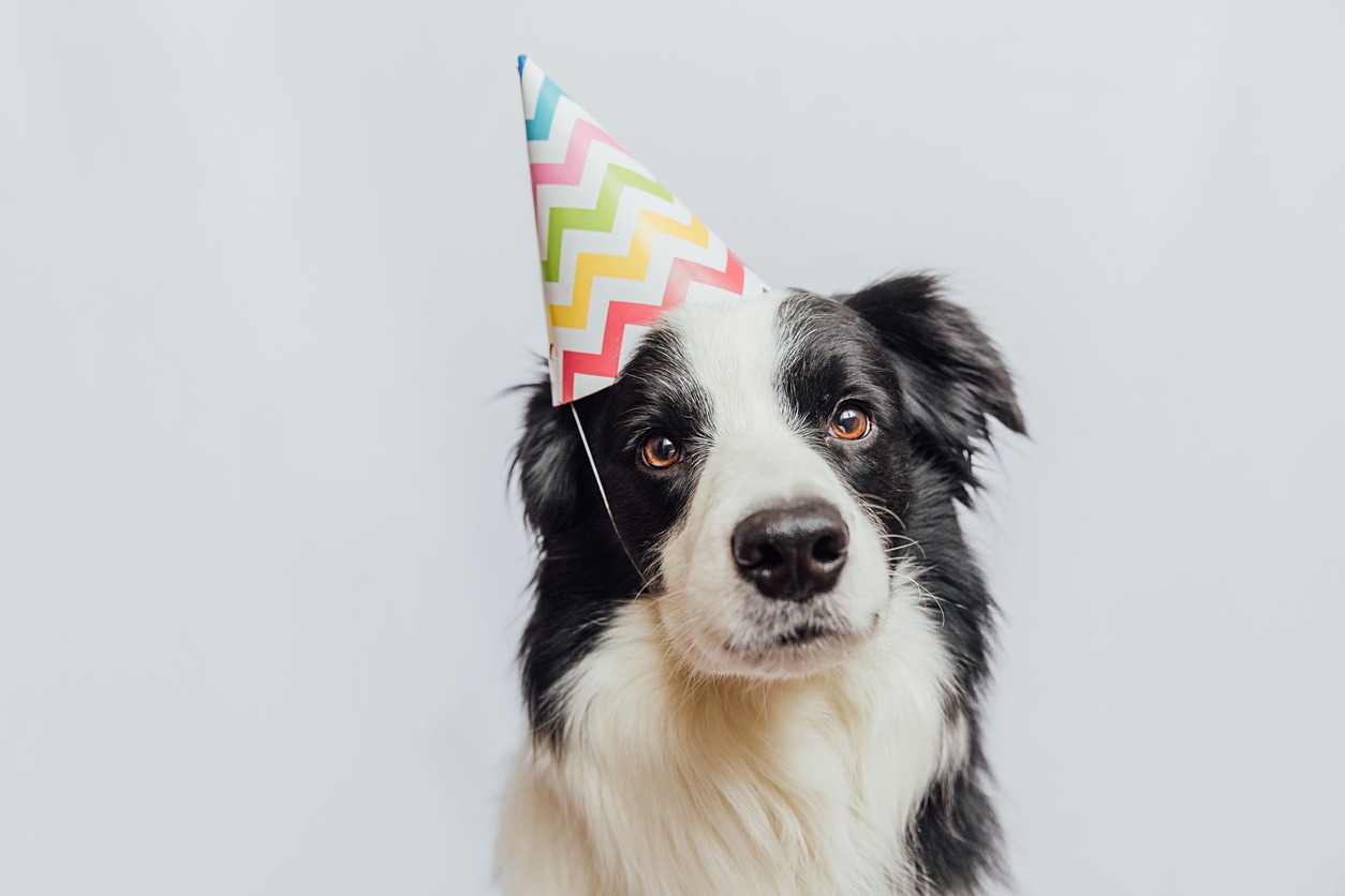 Funny cute puppy dog border collie wearing birthday silly hat isolated on white background