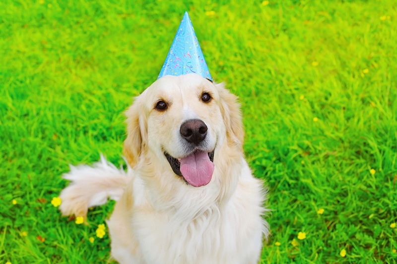 Happy Golden Retriever dog in birthday paper cap on the grass summer