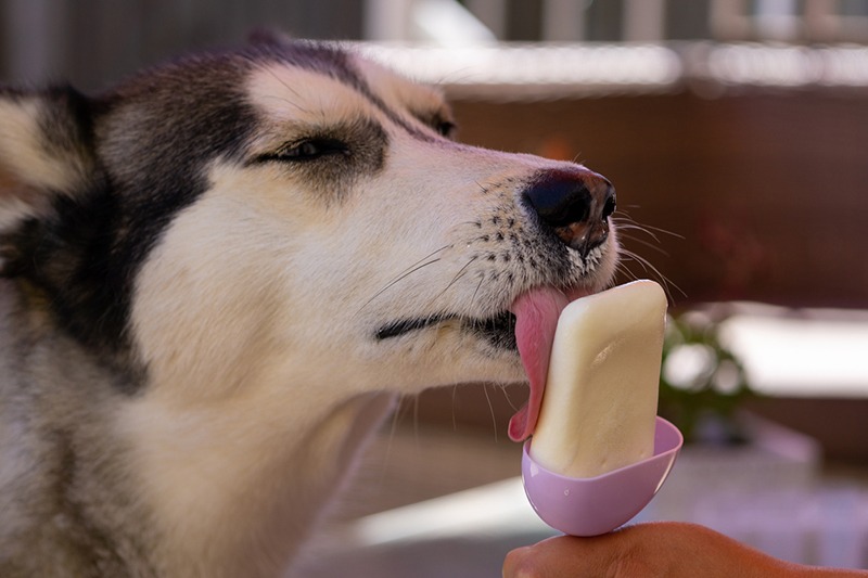 Husky loves the homemade ice cream made from natural yogurt