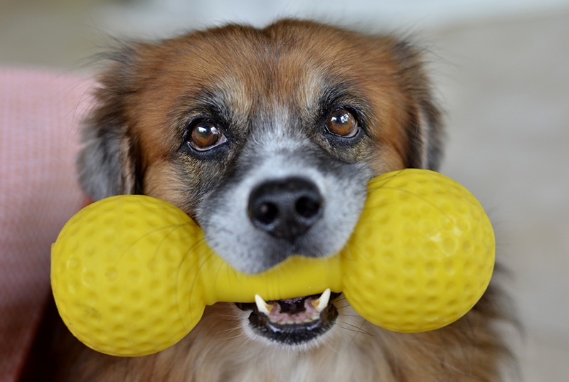 Mature dog, brown, mongrel with white muzzle with yellow squeaky toy looking into camera expectantly