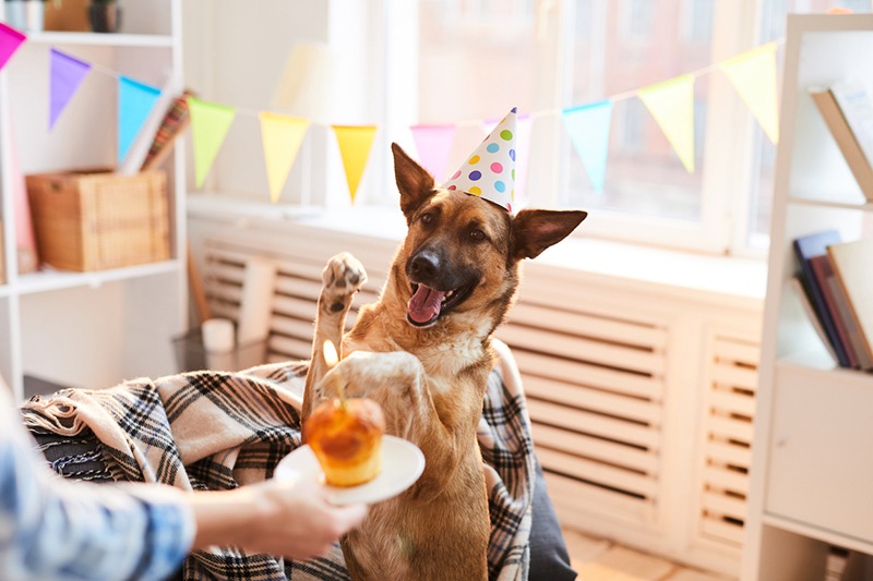 Portrait of unrecognizable woman giving Birthday cake to dog