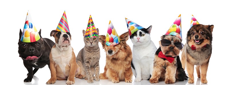 Team of seven happy cats and dogs wearing colorful birthday hats while standing, sitting and lying on white background