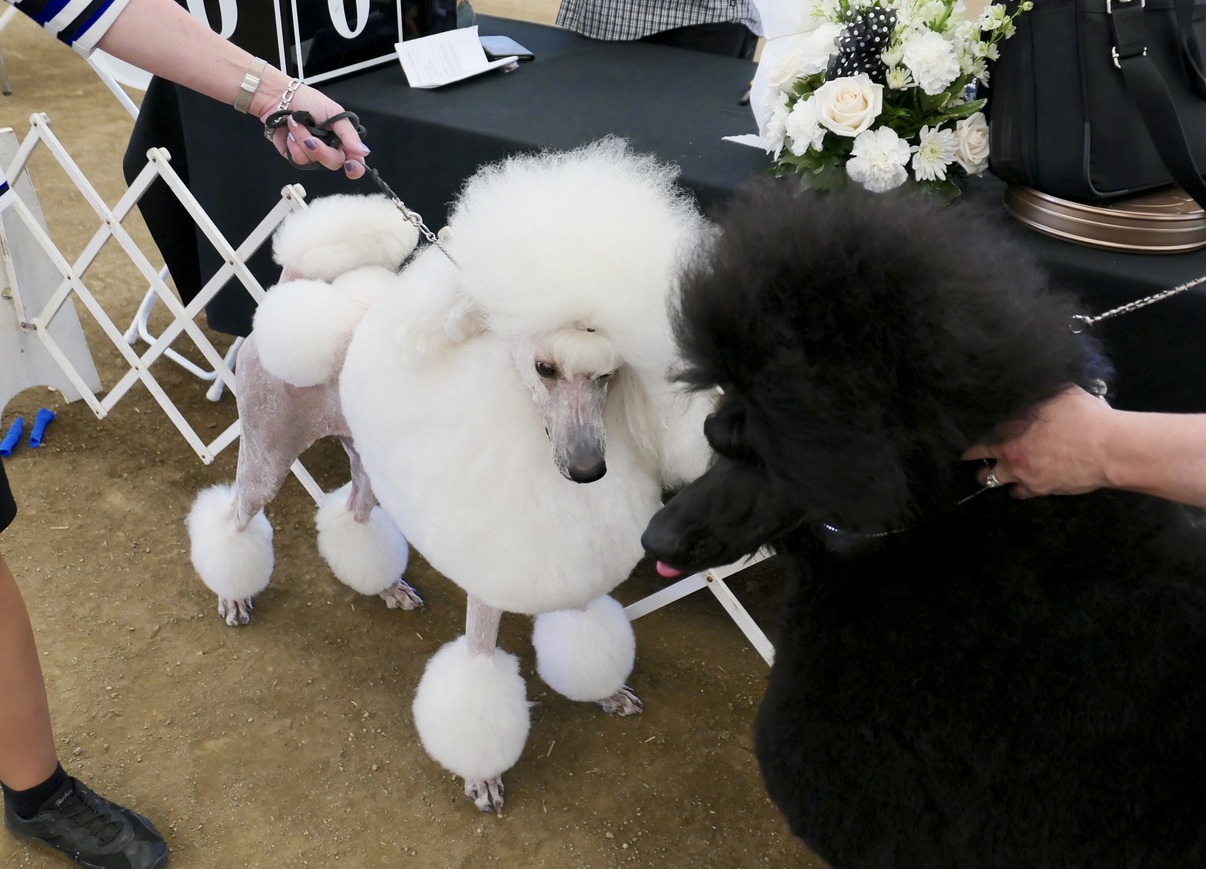 Poodles with showy style on leash at workshops